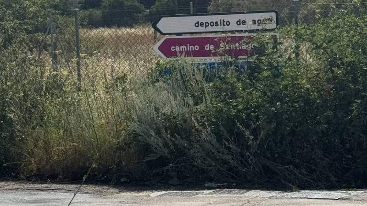 La maleza lleva sin desbrozarse tres años, según el empresario.  DL