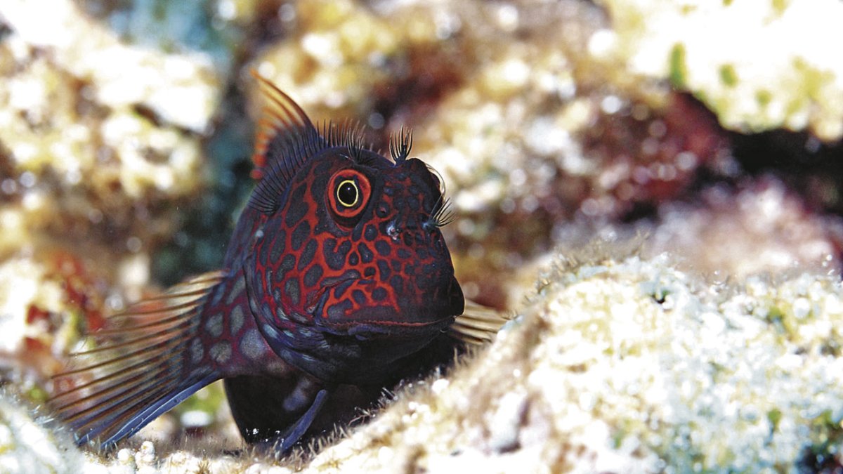 Un pez Cirripectes stigmaticus en la Gran Barrera de Coral australiana.