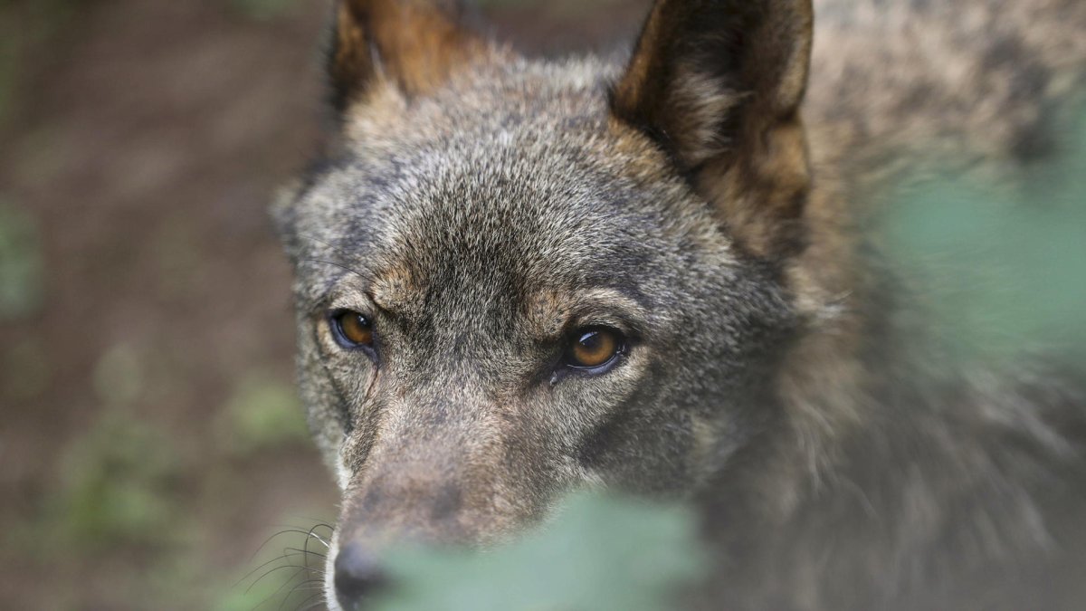 El Gobierno central advierte de que en España hay menos lobos que linces