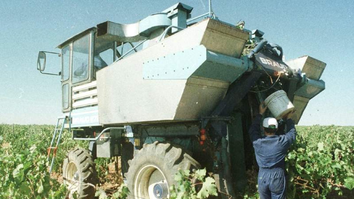 Un viticultor cosechando la uva.  DL