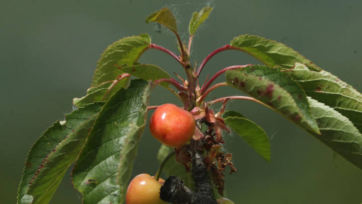 Cerezas en la zona de Horta esta mañana