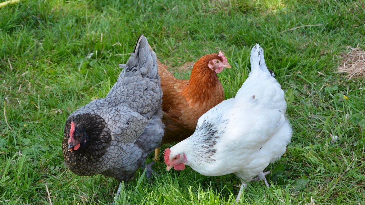 Uno de los investigados por la Guardia Civil es menor de edad