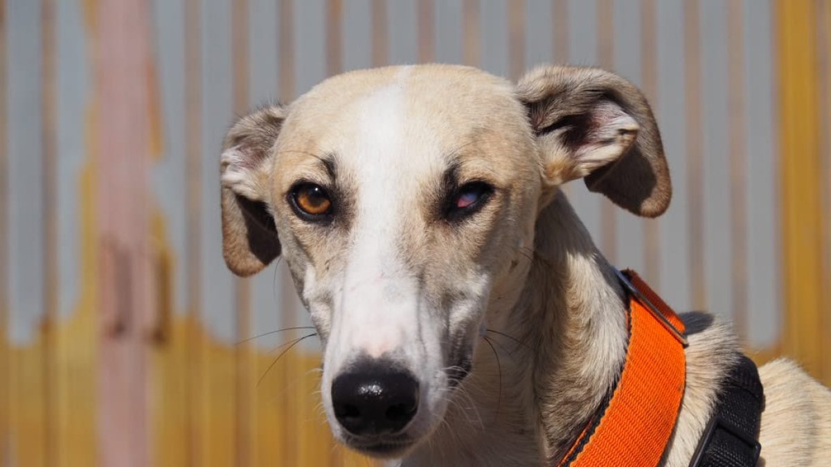 Robin, el galgo que busca su 'Batman' particular