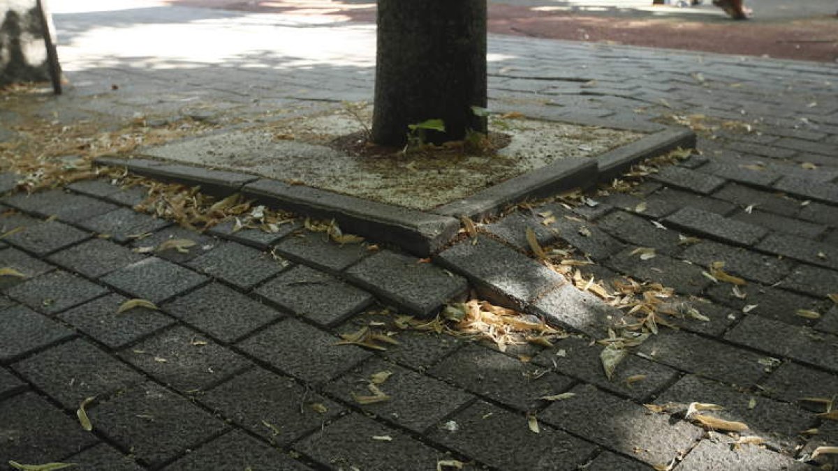 Las raíces de los árboles han levantado todo el pavimento del parque de Morano. ÁNGELÓPEZ
