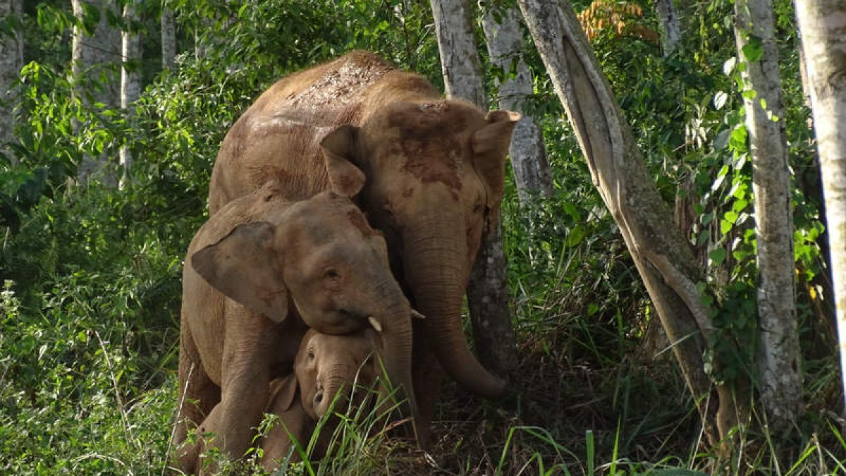Elefantes de Borneo. CHERYL CHEAH