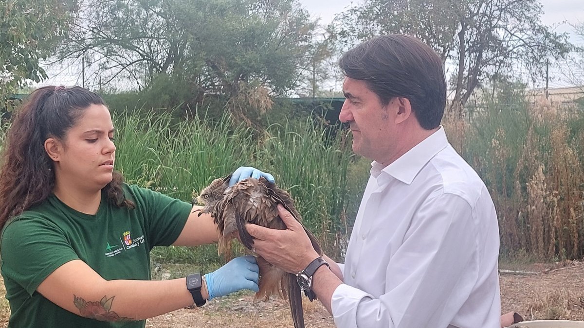 Suarez Quiñones asiste a la suelta de un Milano Negro en el CRAS de Valladolid