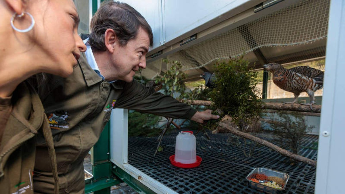 Visita el presidente de la Junta, Alfonso Fernández Mañueco, en septiembre de 2023 al Centro de Cría del Urogallo de Valsemana.  DL