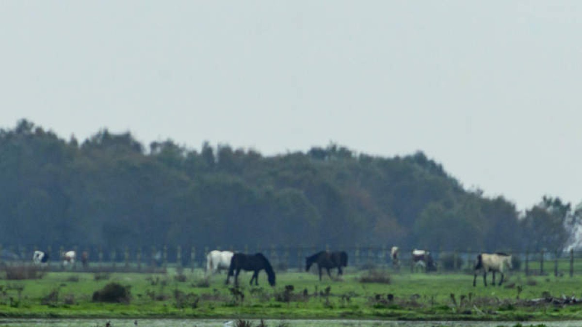 Vistas de Doñana el 11 de noviembre de 2023. RAÚL CARO