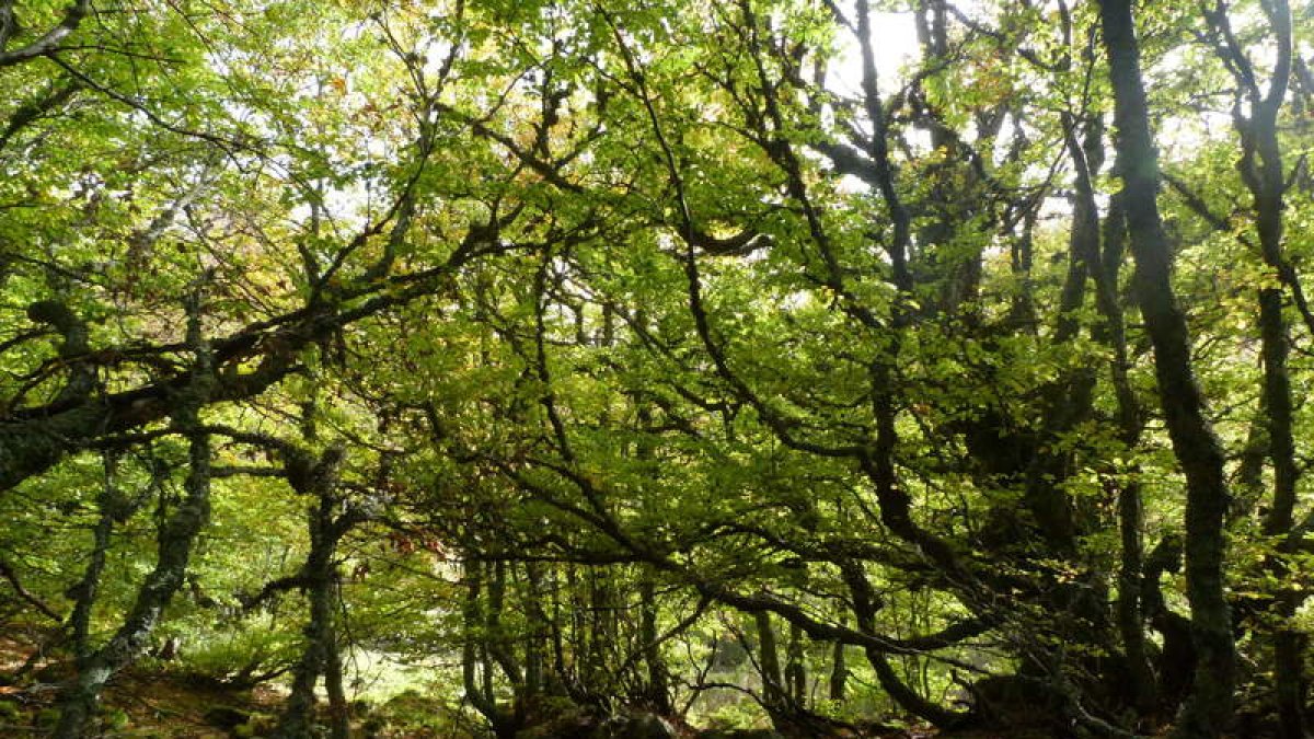 Hayas y tejos centenarios en un recorrido de 13 kilómetros por una de las sendas más mágicas de la provincia, donde los animales salvajes y la flora conviven en una armonía que muestra todo su esplendor en los meses de primavera, verano y otoño. FOTO CEDIDA POR LA CONSEJERÍA DE MEDIO AMBIENTE