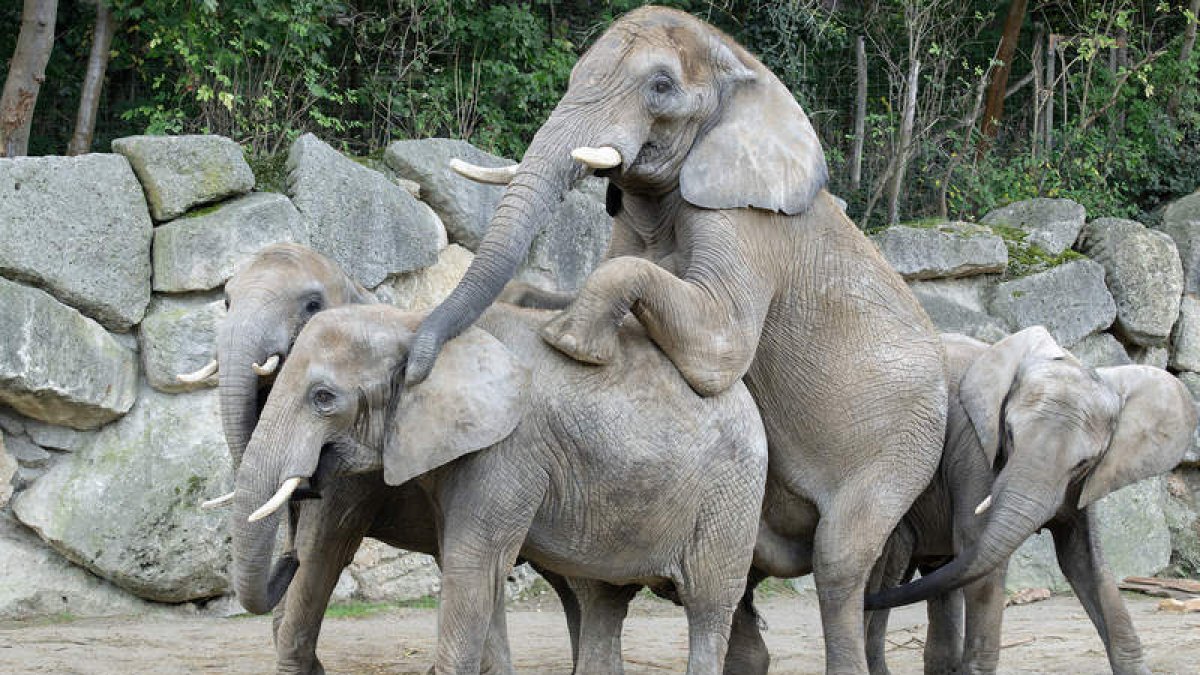 Elefantes en el zoo de Viena. Daniel Zupanc