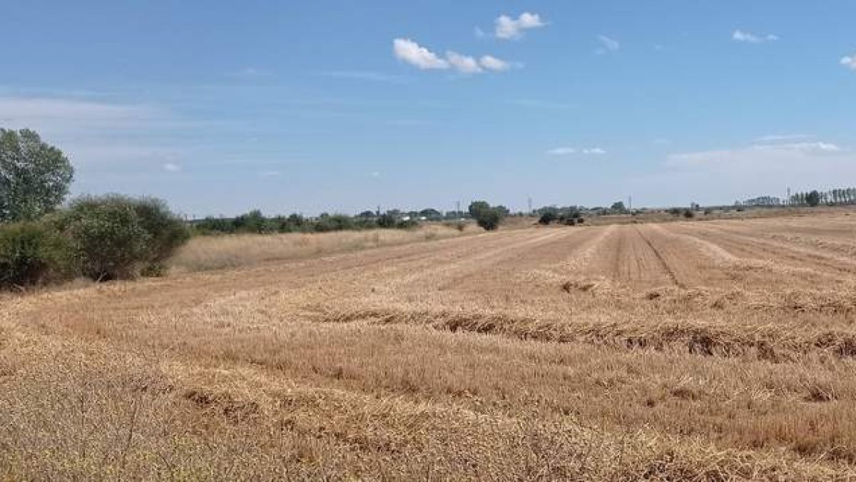 Restos de la última cosecha de grano del terreno de Torneos, a la espera de ser plataforma logística, e intermodal. DL