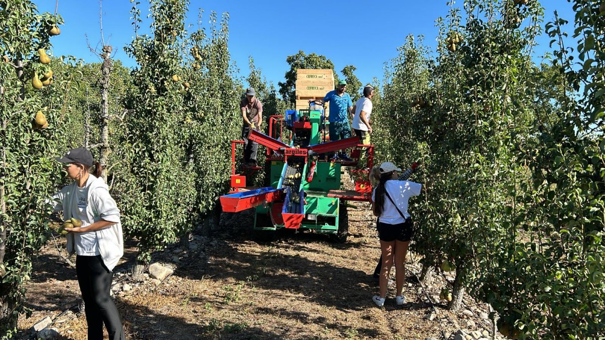 Una de la cuadrillas de trabajadores en una parcela de pera conferencia en El Bierzo.