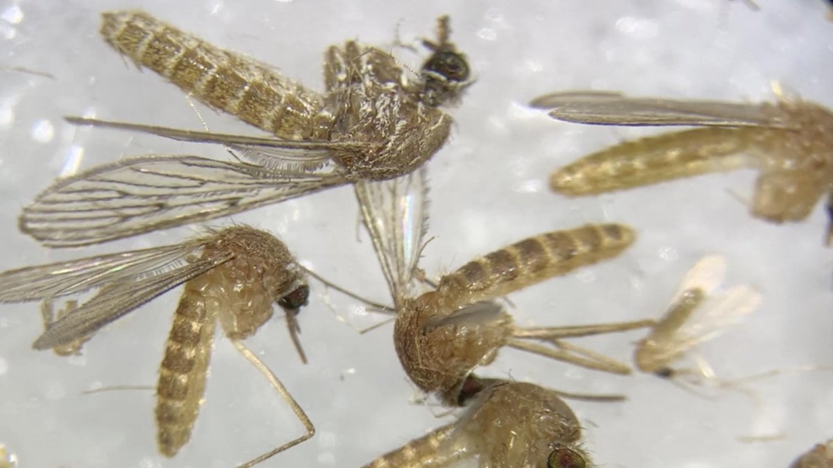 Imagen al microscopio de mosquitos capturados en la provincia de Sevilla para determinar si están infectados del virus del Nilo. EFE/Fermín Cabanillas