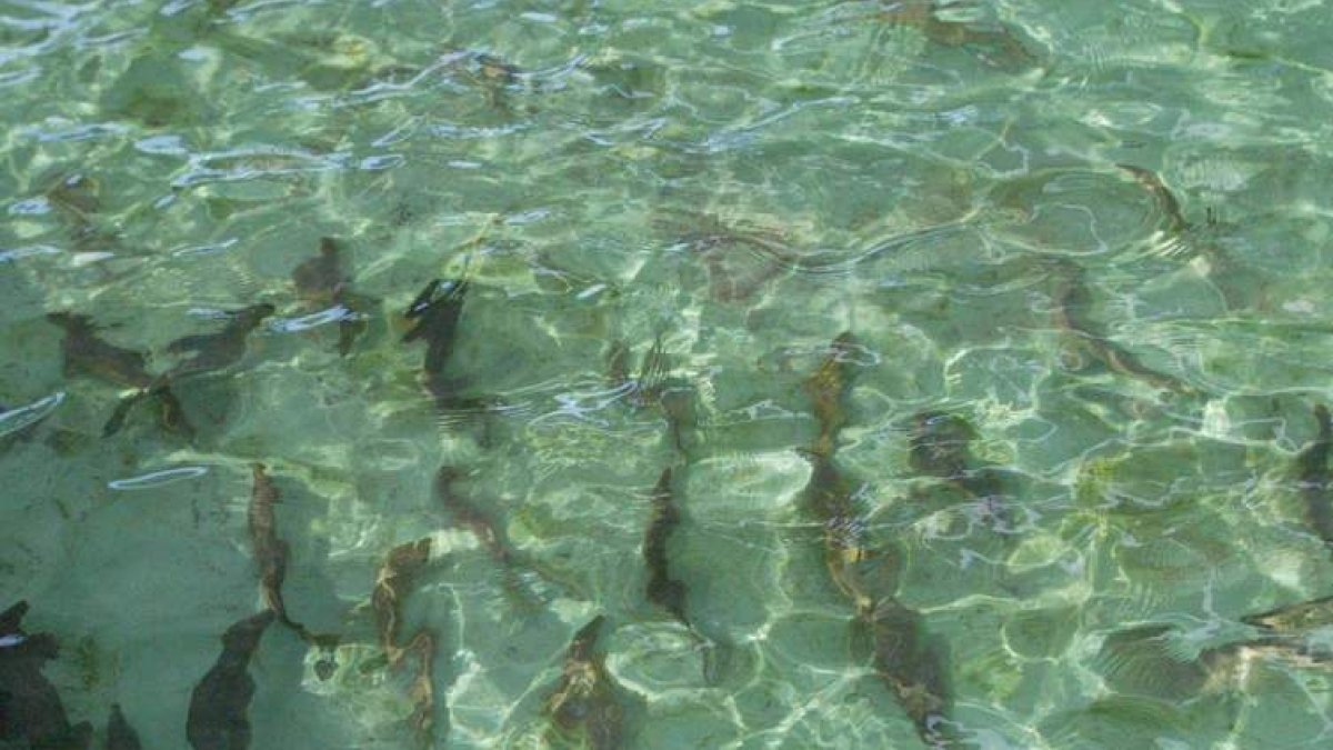 Las instalaciones de la piscifactoría de Vegas del Condado posibilitan el nacimiento de un elevado número de truchas comunes cuyo destino son los ríos