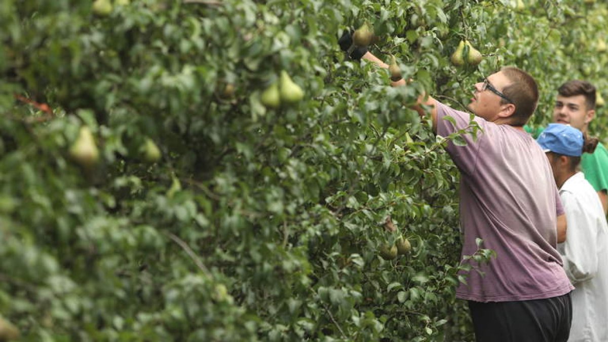 Imagen de archivo de recogida de peras en Carracedelo. L. DE LA MATA