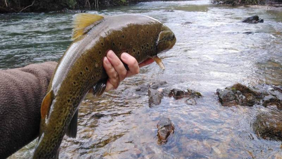 La temporada de pesca en la provincia leonesa bajará el telón el próximo 15 de octubre. VANESA