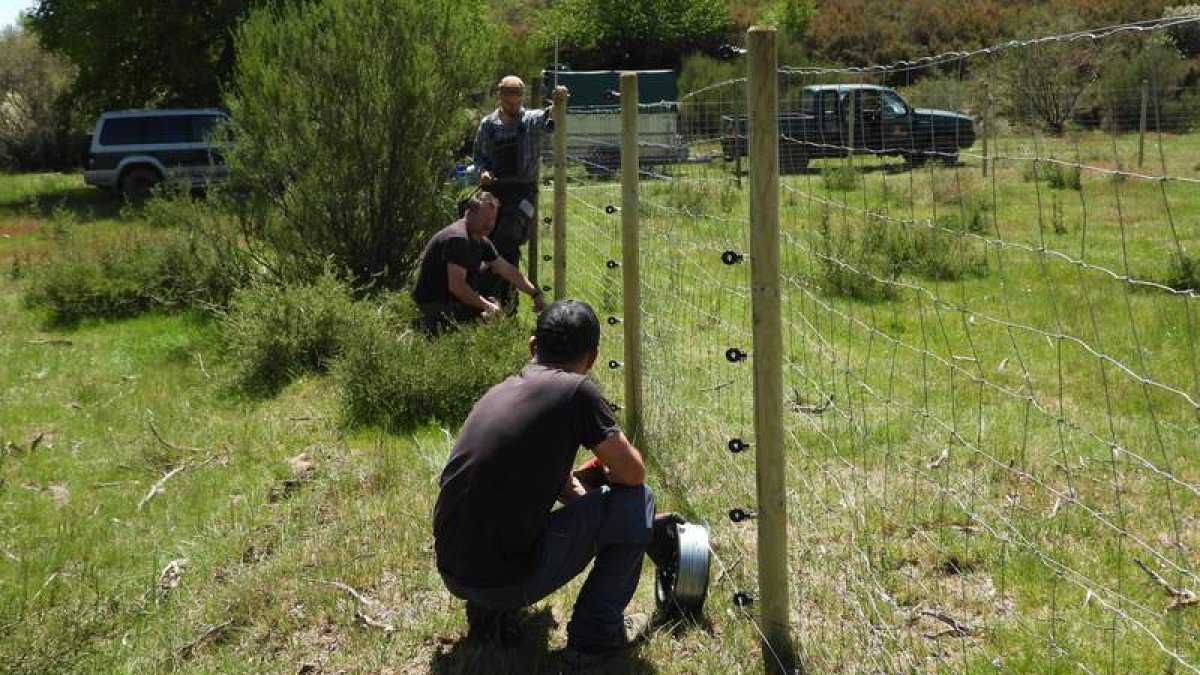Los cercados se hacen con postes de madera y con mallas electrificadas. FAPAS
