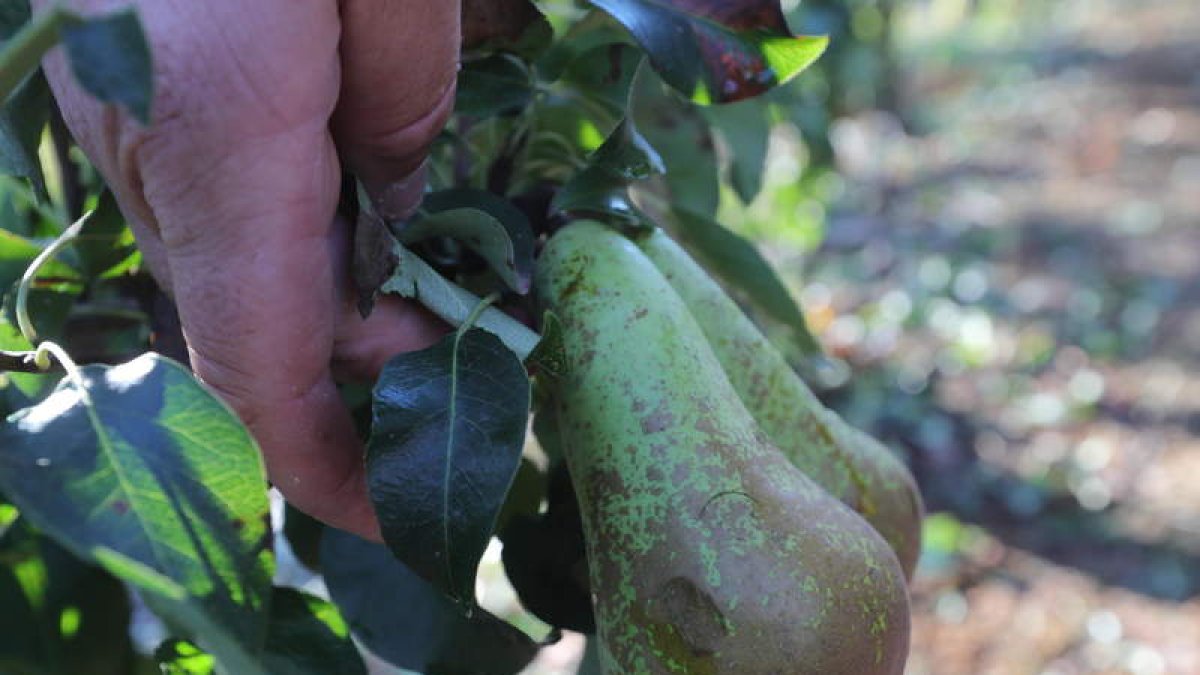 Imagen de archivo de perales en la zona del Bierzo.  ANA F. BARREDO