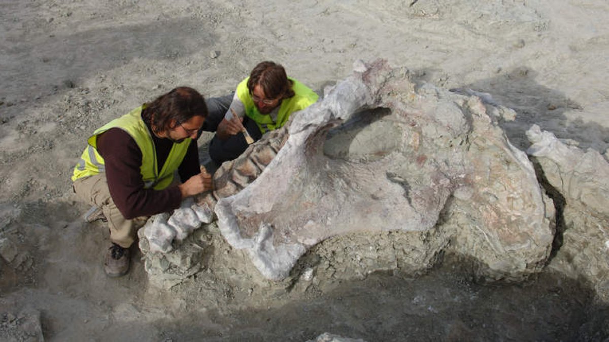 Arqueólogos limpian los dientes del dinosaurio en 2007 y, abajo. recreación del ‘Qunkasaura’. JOSÉ ANTONIO PEÑAS ARTERO