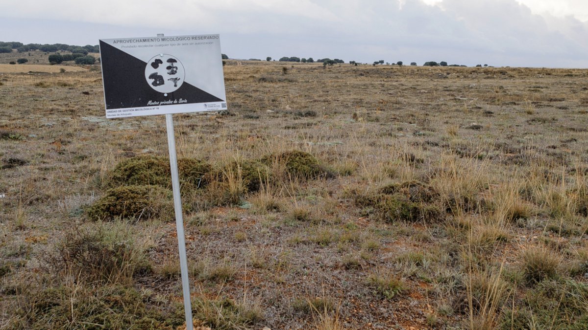 Reserva de aprovechamiento micológico en Soria
