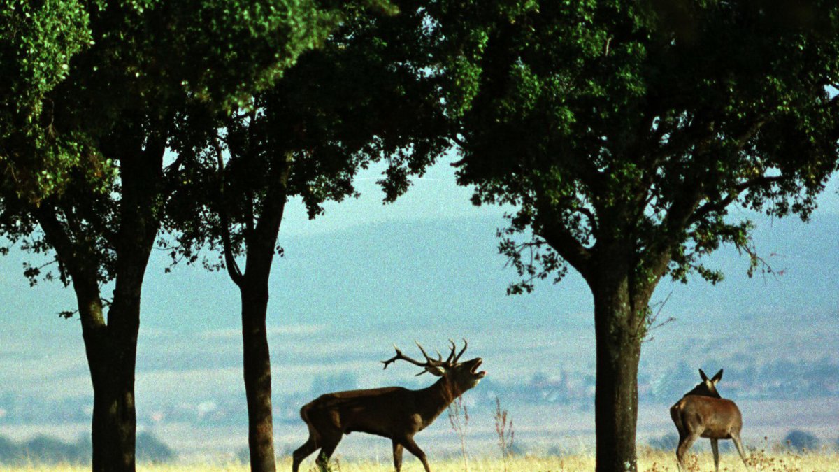 Un ciervo berrea al lado de una hembra.Archivo EFE/MANUEL RUIZ TORIBIO.