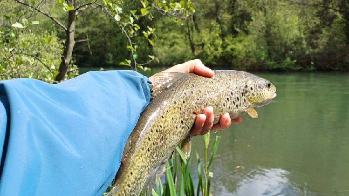 La trucha ha sido la gran protagonista de la temporada.  DL