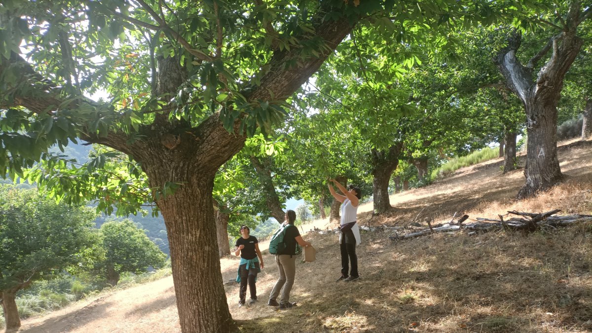 Recogida en un soto de castaños de la comarca, en una imagen de archivo.