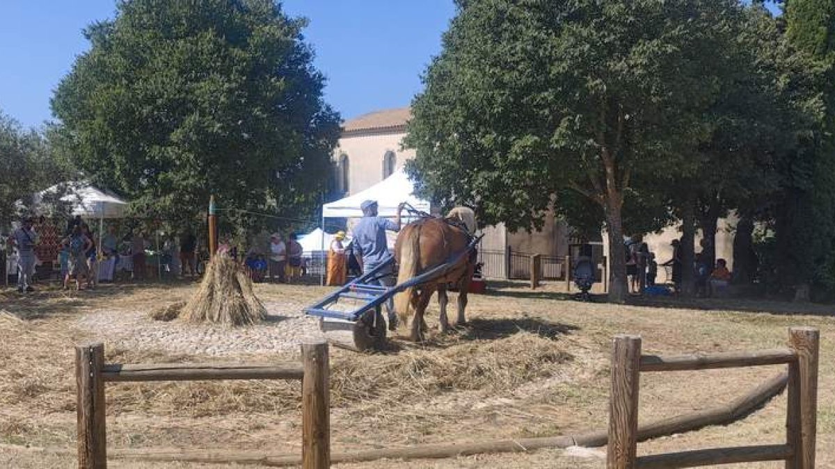 Caballo utilizado para separar el grano: campesinos del sur de Francia. R. G.-QUEVEDO