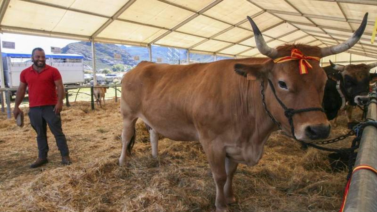 Una de las reses premiadas en el concurso. LETICIA CABO