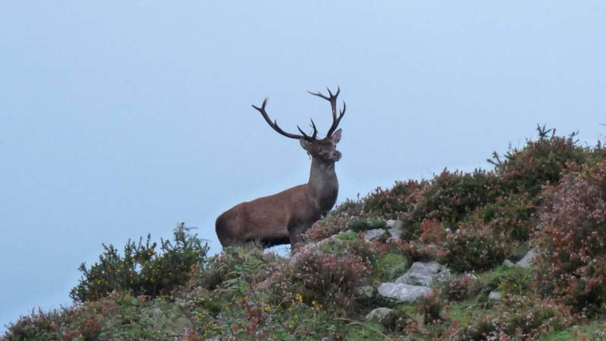 Los ciervos durante esta época, que dura entre tres y cuatro semanas, realizan una demostración de fuerza y apareamiento del ciclo biológico de esta especie.