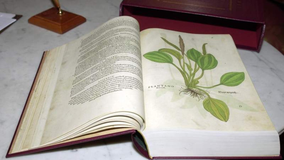 Bionorica® cuenta con procesos de cultivo controlados.  efe