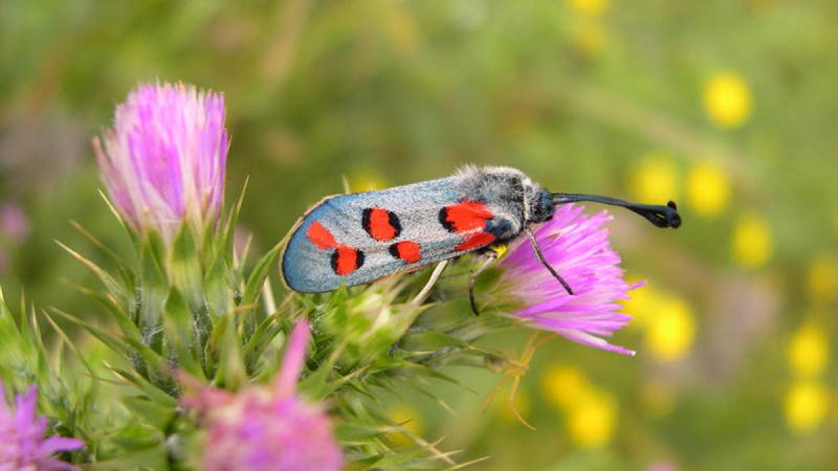 Una mariposa en una de las Reservas de la Biosfera de la provincia de León. DAVID CÉSAR MANCEÑIDO