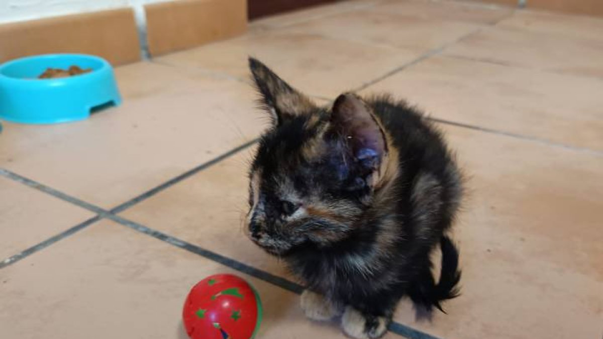 Cacahuete, la gata carey que busca familia.