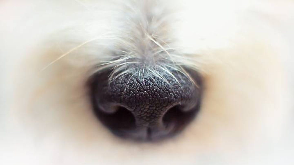 Los perros y los gatos se comunican con sus dueños