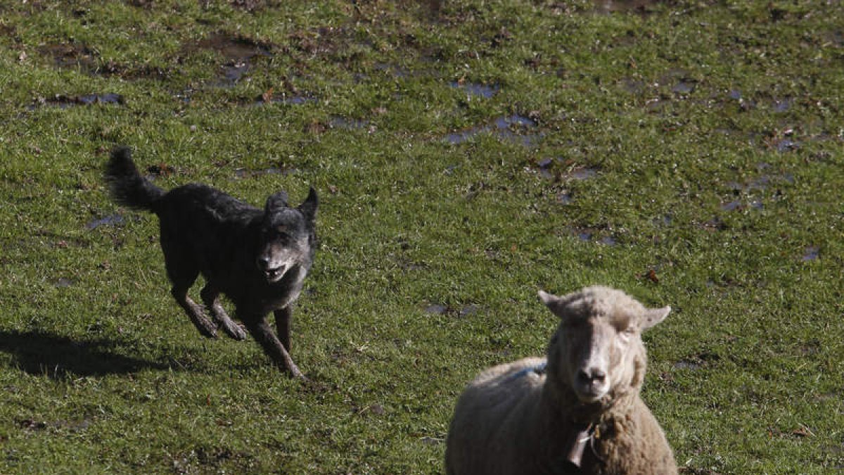 El carea será protagonista en el encuentro.  DL