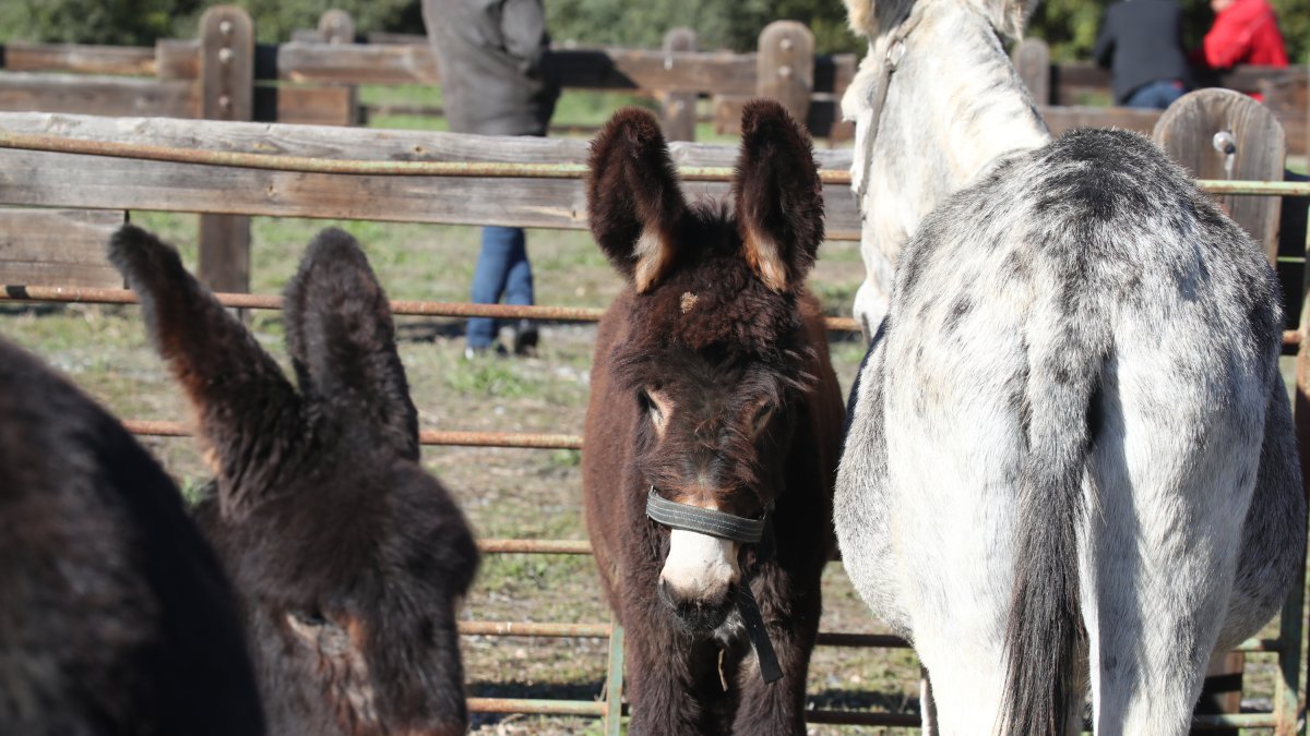 Feria de San Miguel de Cacabelos.