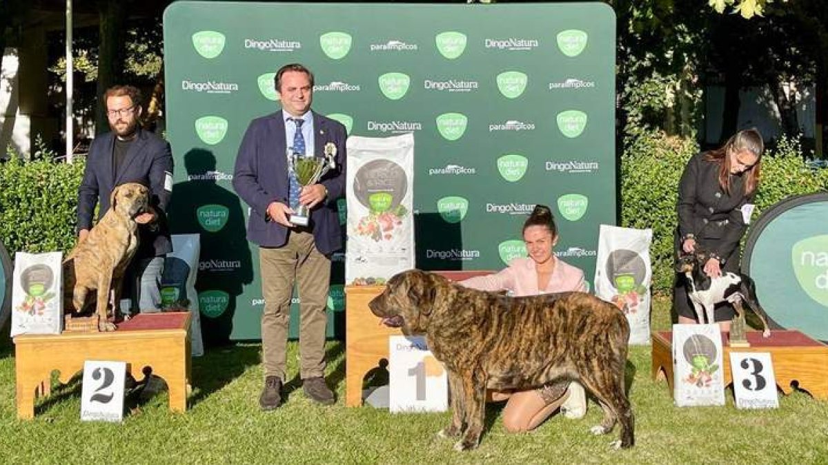 Una mastín leonesa, el primer premio de raza española en la exposición nacional canina. DL