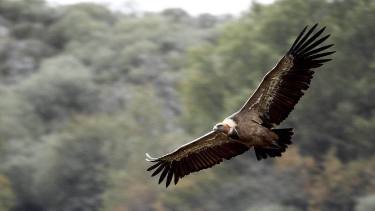 Esta instalación permitirá estudiar, fotografiar y disfrutar de las especies de aves necrófagas.  L. FRECHILLA