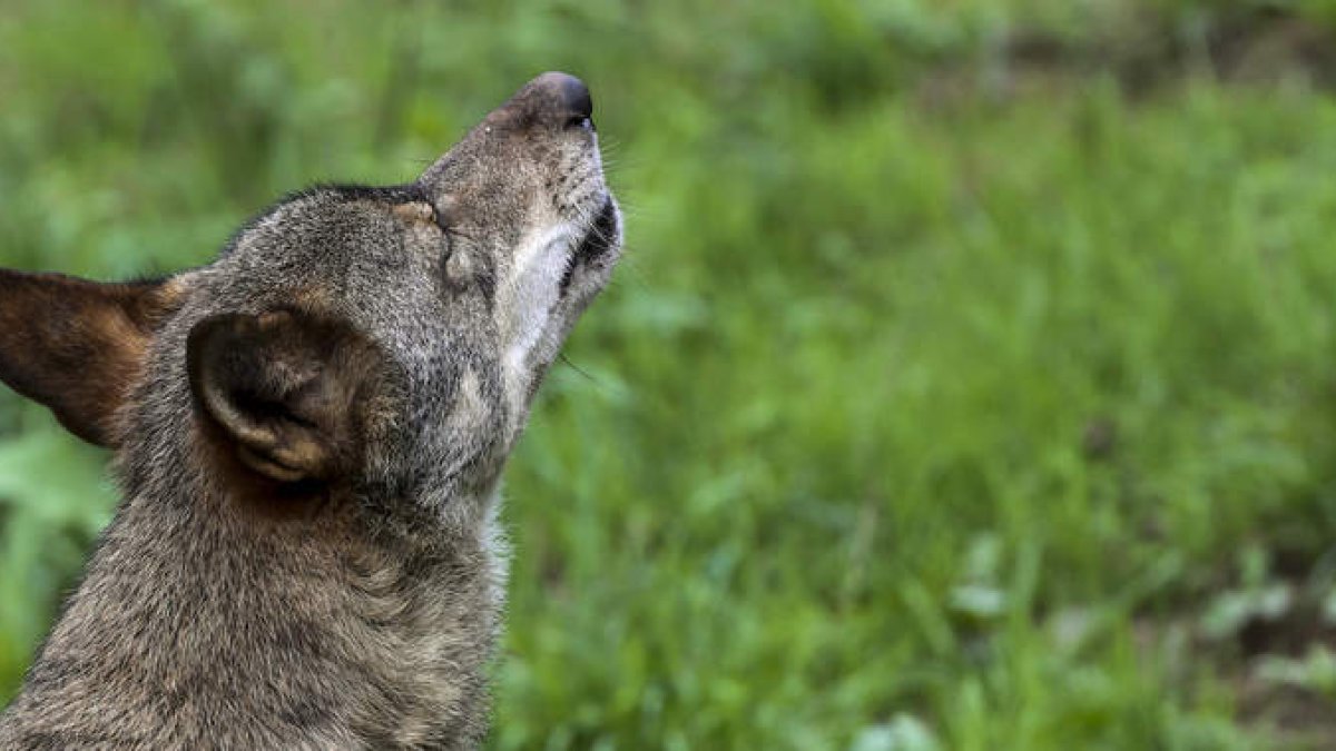 El Gobierno incluyó a la especie en el Lespre hace justo tres años. J.L.CEREIJIDO