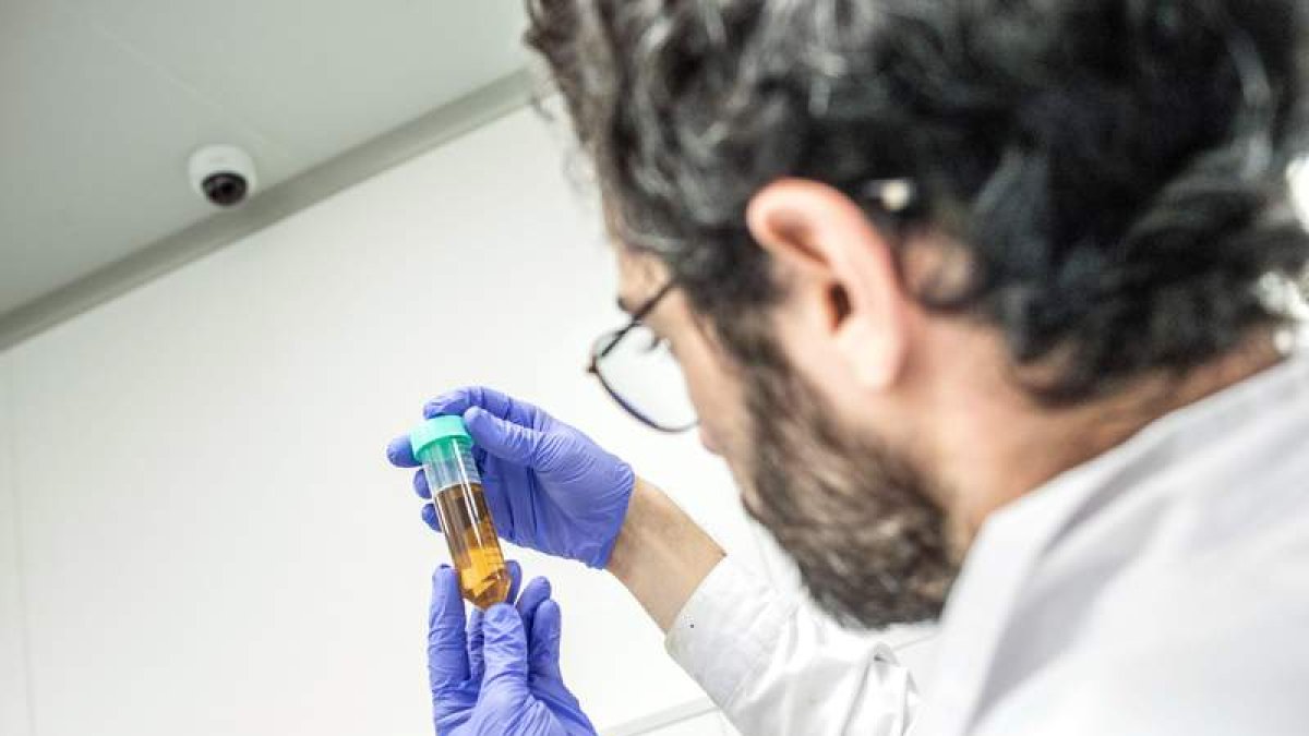 Preparado de cannabis medicinal en un laboratorio. BEA KALLOS
