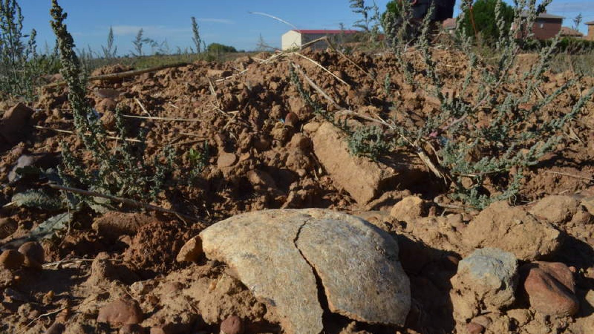 Imagen tomada este martes de restos de un cráneo en la finca de Valdemorilla.  MEDINA