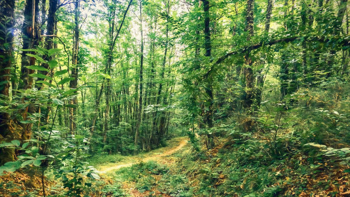El soto de Villar de los Barrios. GABRIEL FDEZ. RAMOS