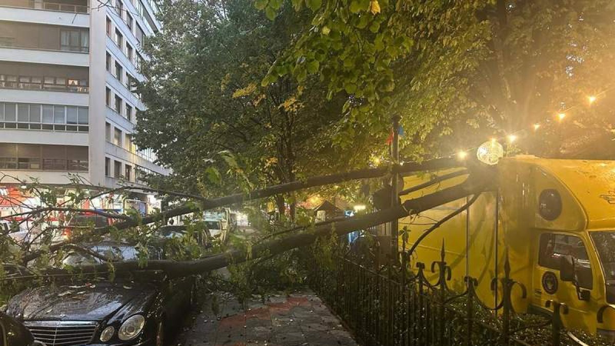 La rama del castaño de indias se cayó contra una foodtruck y un Mercedes que había fuera.  DL