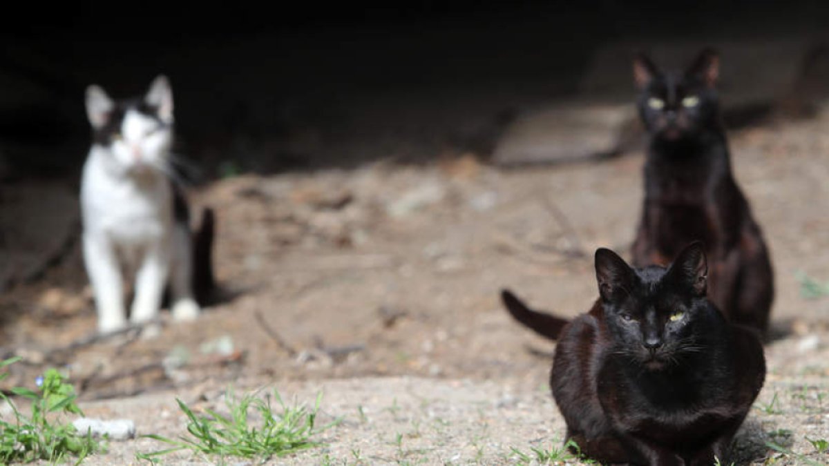 En poco más de dos meses se han esterilizado 236 gatos en Ponferrada para controlar la población.