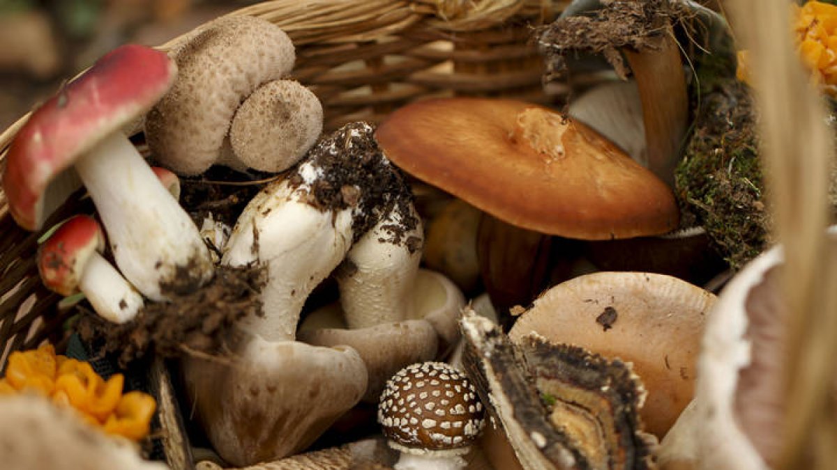 Las setas, entre las protagonistas de la despensa otoñal.