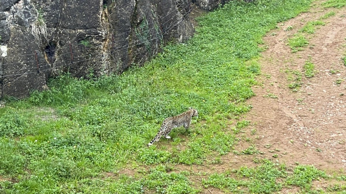El Parque de la Naturaleza de Cabárceno (Cantabria, incorpora una nueva especie protegida. EFE/Gobierno de Cantabria