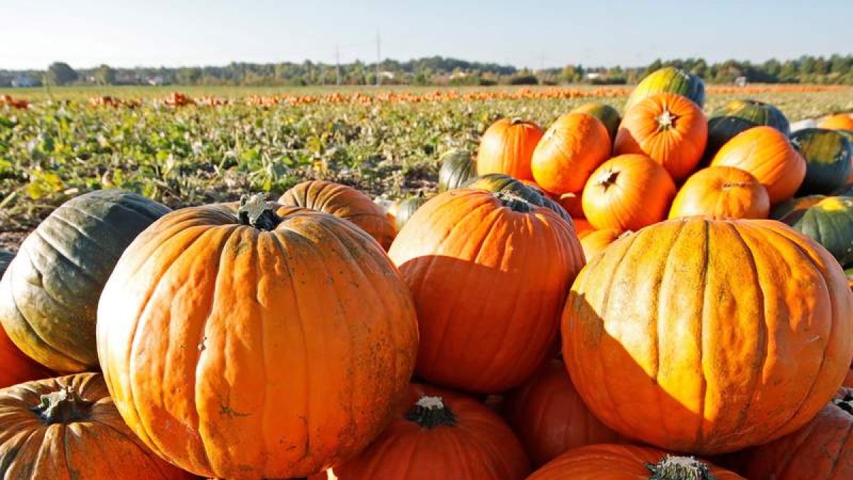 Feria de la calabaza en Igüeña. DL