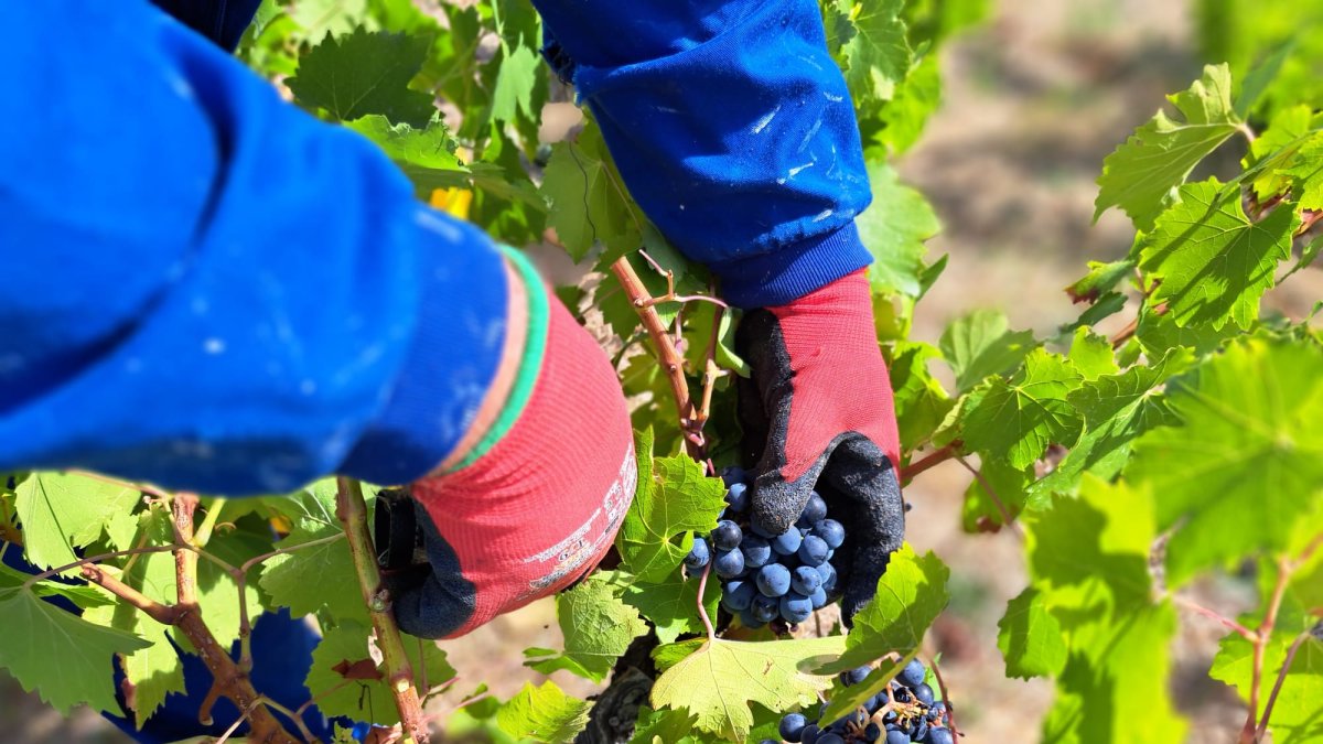 Uvas Mencía recogidas en la vendimia de este año