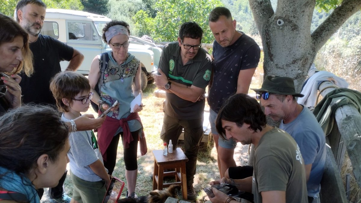 Anillamiento de aves en la Reserva Ornitológica de Palacios de Compludo.