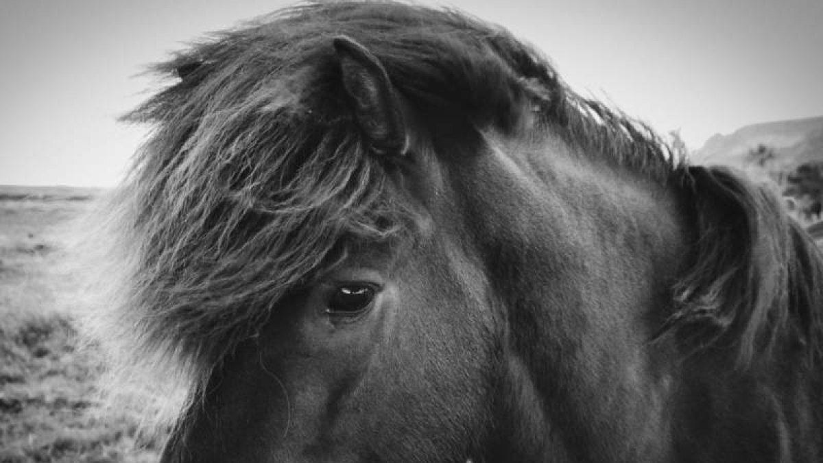 Caballo.  DAVID CAMPOS, 2024